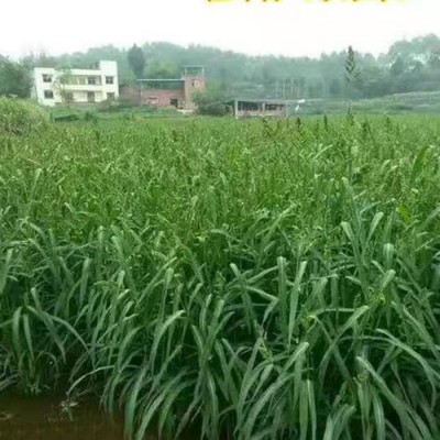 牧草种子批发