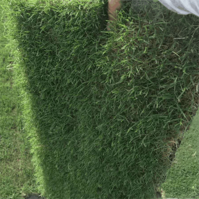 高羊茅种子