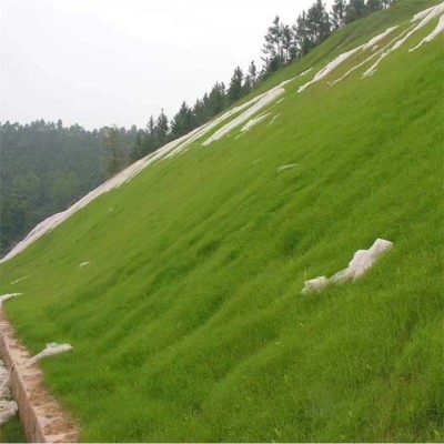草坪种子批发