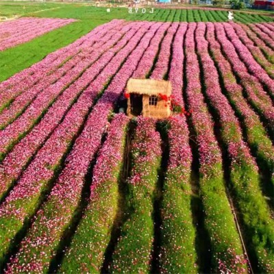 波斯菊种子