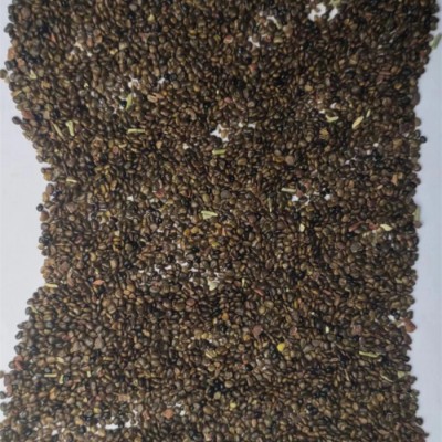 骆驼刺种子