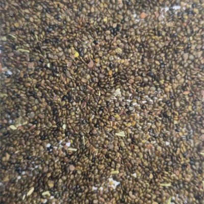 骆驼刺种子