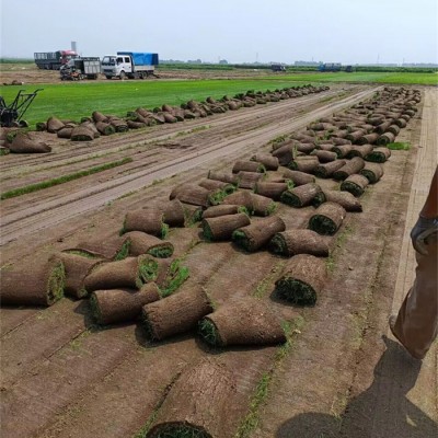 绿化草坪