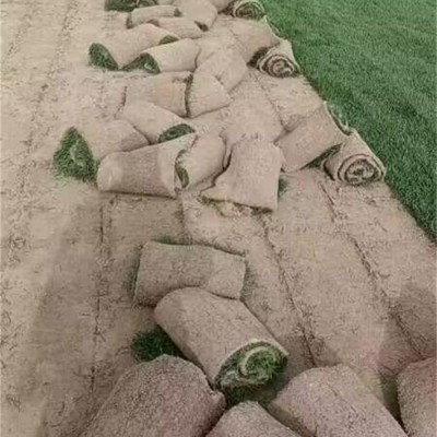 草坪批发