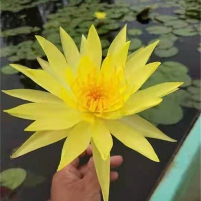 水生植物荷花睡莲