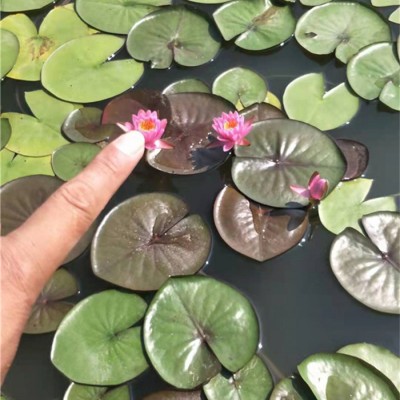 水生植物荷花睡莲