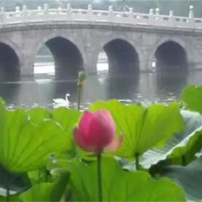水生植物荷花睡莲