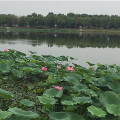 水生植物荷花睡莲