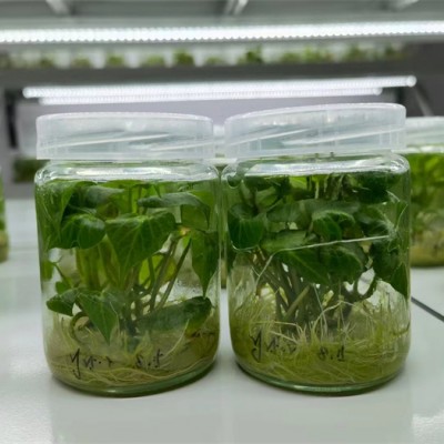 植物生长灯