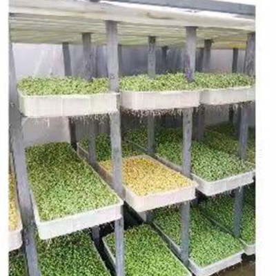 大型豆芽机