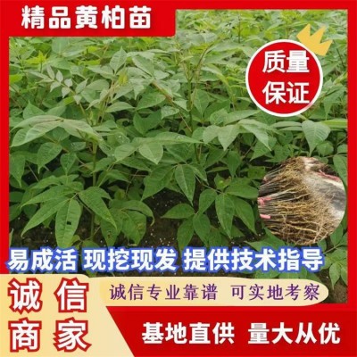 黄柏苗