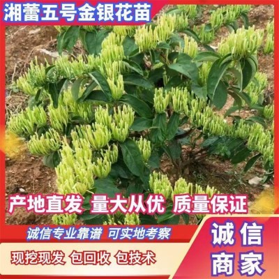 湘雷五号