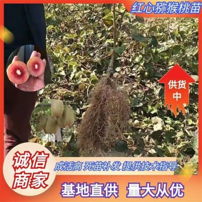 红心猕猴桃苗