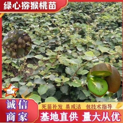 绿心猕猴桃苗