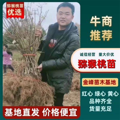 黄心猕猴桃苗