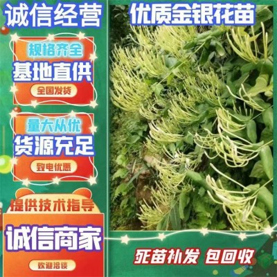 优质金银花苗