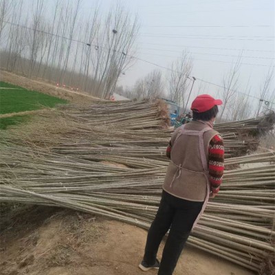 107杨树苗