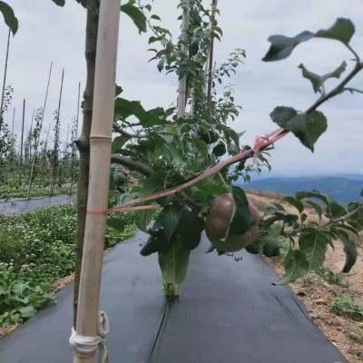 果园除草布