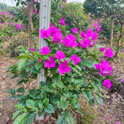 紫色三角梅笼子