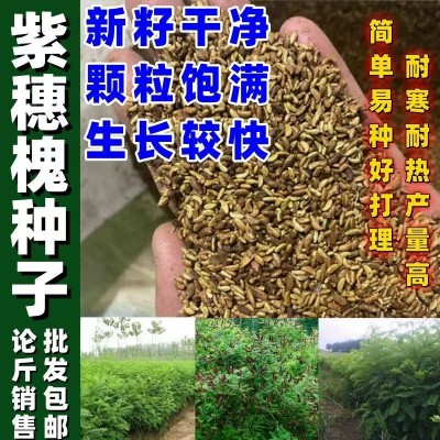 高速护坡紫穗槐