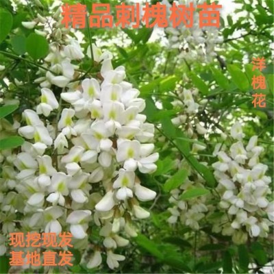 造林护坡紫穗槐