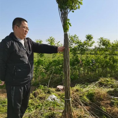 2米高紫穗槐2公分